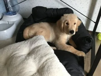 ジープくんパパ 様のお迎えした子犬