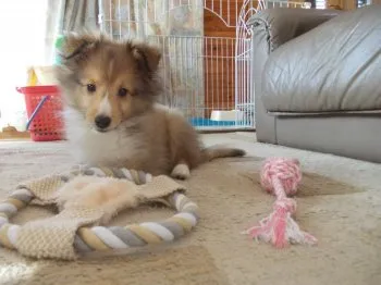 おぶさん 様のお迎えした子犬