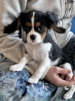 N.O. 様のお迎えした子犬