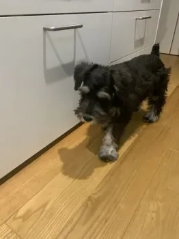 みな 様のお迎えした子犬