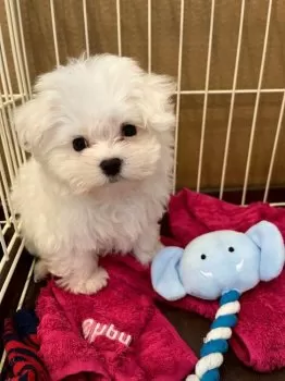フクイタカユキ 様のお迎えした子犬