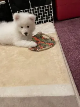 fupi 様のお迎えした子犬