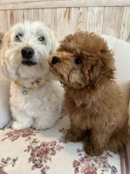 はーちゃん 様のお迎えした子犬