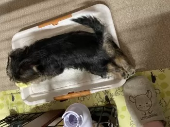 M.N 様のお迎えした子犬
