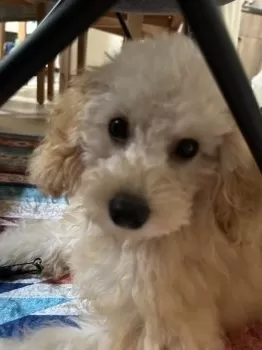 cocky1027 様のお迎えした子犬