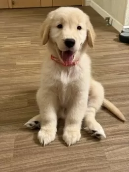 ちゅ 様のお迎えした子犬