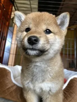 N.Y 様のお迎えした子犬