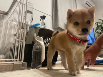 N.F 様のお迎えした子犬