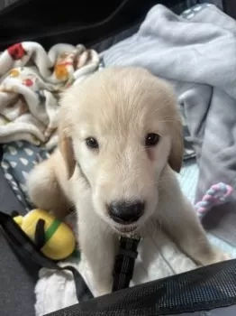 S.S 様のお迎えした子犬