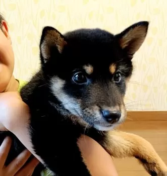 sara 様のお迎えした子犬