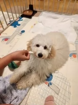 R.S 様のお迎えした子犬