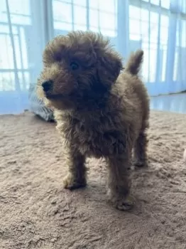 K.N 様のお迎えした子犬