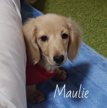 Minnieママ 様のお迎えした子犬