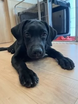 Y.S 様のお迎えした子犬