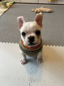 H.T 様のお迎えした子犬