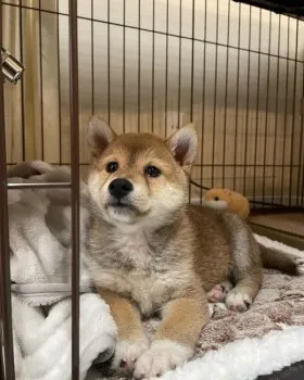 とっか 様のお迎えした子犬
