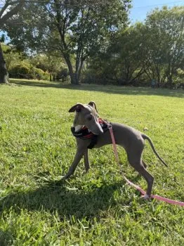 グレン 様のお迎えした子犬