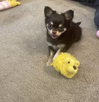レモン 様のお迎えした子犬