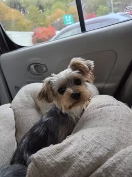 M.J 様のお迎えした子犬