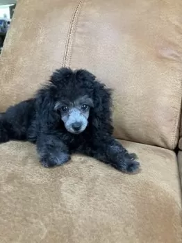 S.Y 様のお迎えした子犬