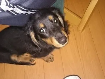 Toaのパパ 様のお迎えした子犬