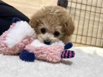 N.T 様のお迎えした子犬