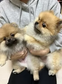 R.K 様のお迎えした子犬