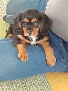 H.N 様のお迎えした子犬