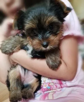 A.I 様のお迎えした子犬
