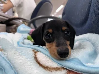 ちぃちゃん 様のお迎えした子犬