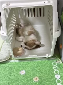 H.I 様のお迎えした子犬