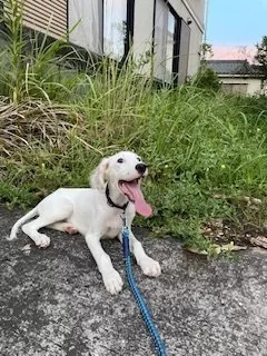 J.S 様のお迎えした子犬