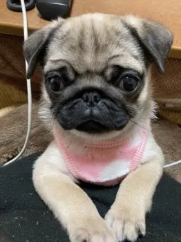 F.H 様のお迎えした子犬