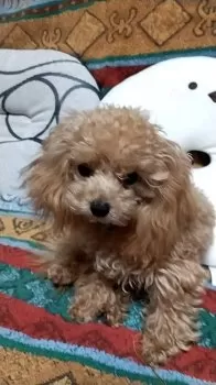 さくらバァバ 様のお迎えした子犬