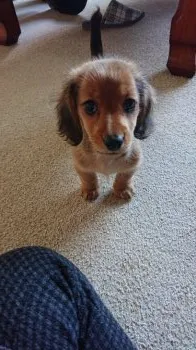 tomi 様のお迎えした子犬