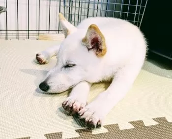 Y.T 様のお迎えした子犬