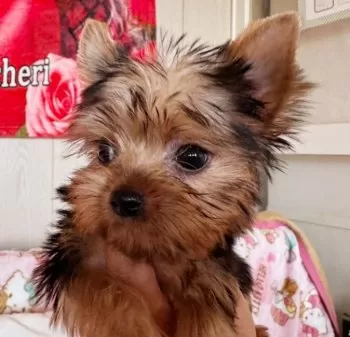 もも 様のお迎えした子犬