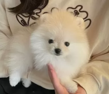 E.S 様のお迎えした子犬