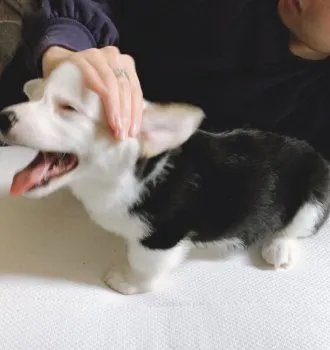 アイリーン 様のお迎えした子犬