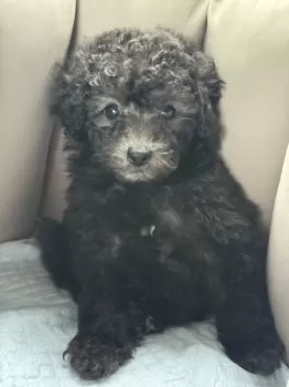 かじ 様のお迎えした子犬