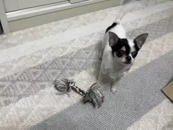 つがるいし 様のお迎えした子犬
