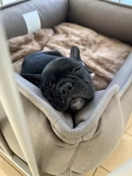 M.T 様のお迎えした子犬