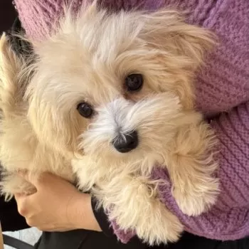 N.U 様のお迎えした子犬