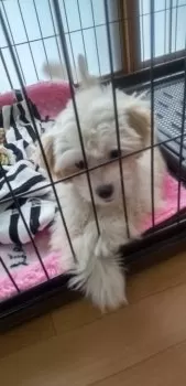 NORI 様のお迎えした子犬