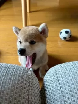 Tommy 様のお迎えした子犬
