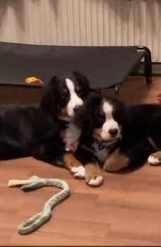 みゆぽん 様のお迎えした子犬