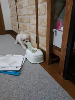 A 様のお迎えした子犬
