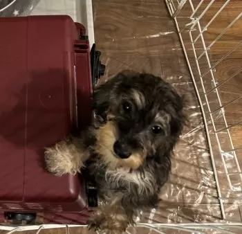 ワンダママ 様のお迎えした子犬