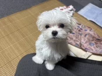 K.M 様のお迎えした子犬