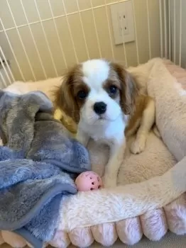 S.T 様のお迎えした子犬